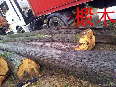 自營與代理 進出口貿易的雙重優勢與實務要點